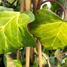 Sulphur Heart Persian Ivy Plants (Hedera colchica Sulphur Heart - Paddys Pride) 3